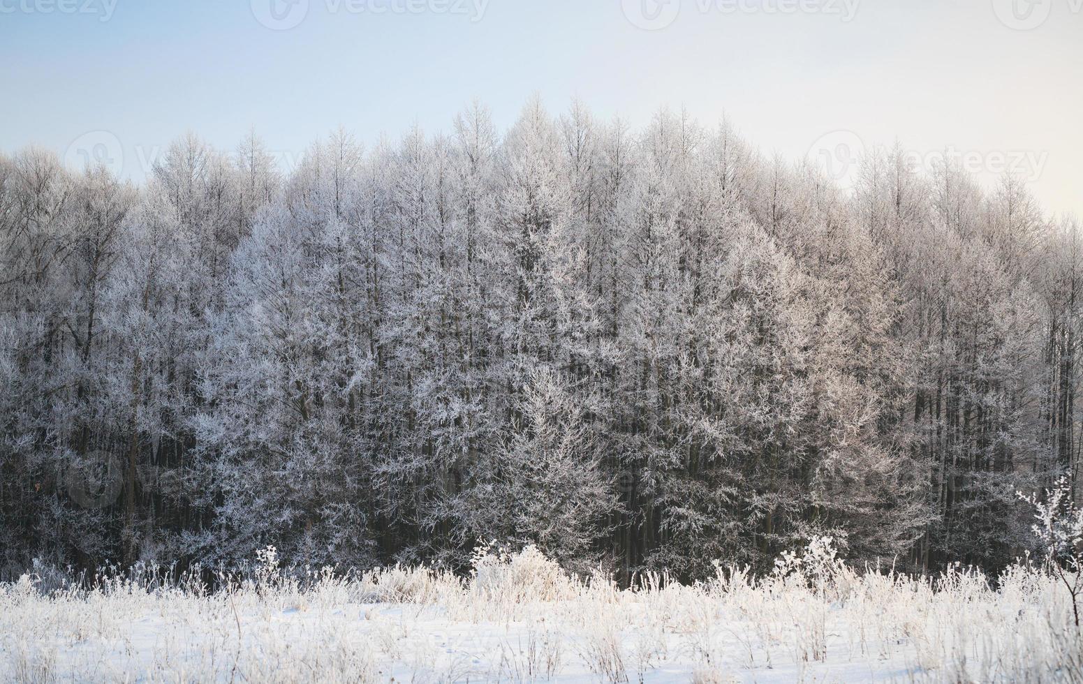 inverno panorama com verde abeto árvores coberto com neve e inverno Sol foto