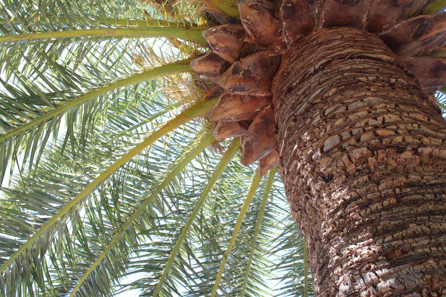Visão debaixo Palma árvore. uma ampla árvore porta-malas. foto