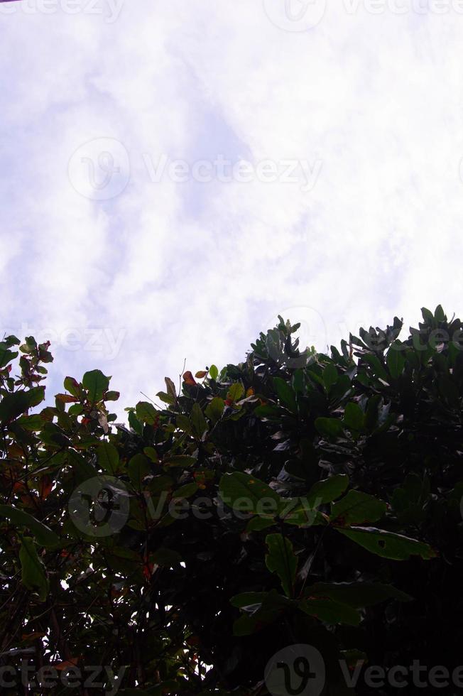 silhuetas do árvore folhas contra uma fundo do nuvens e Claro céu foto