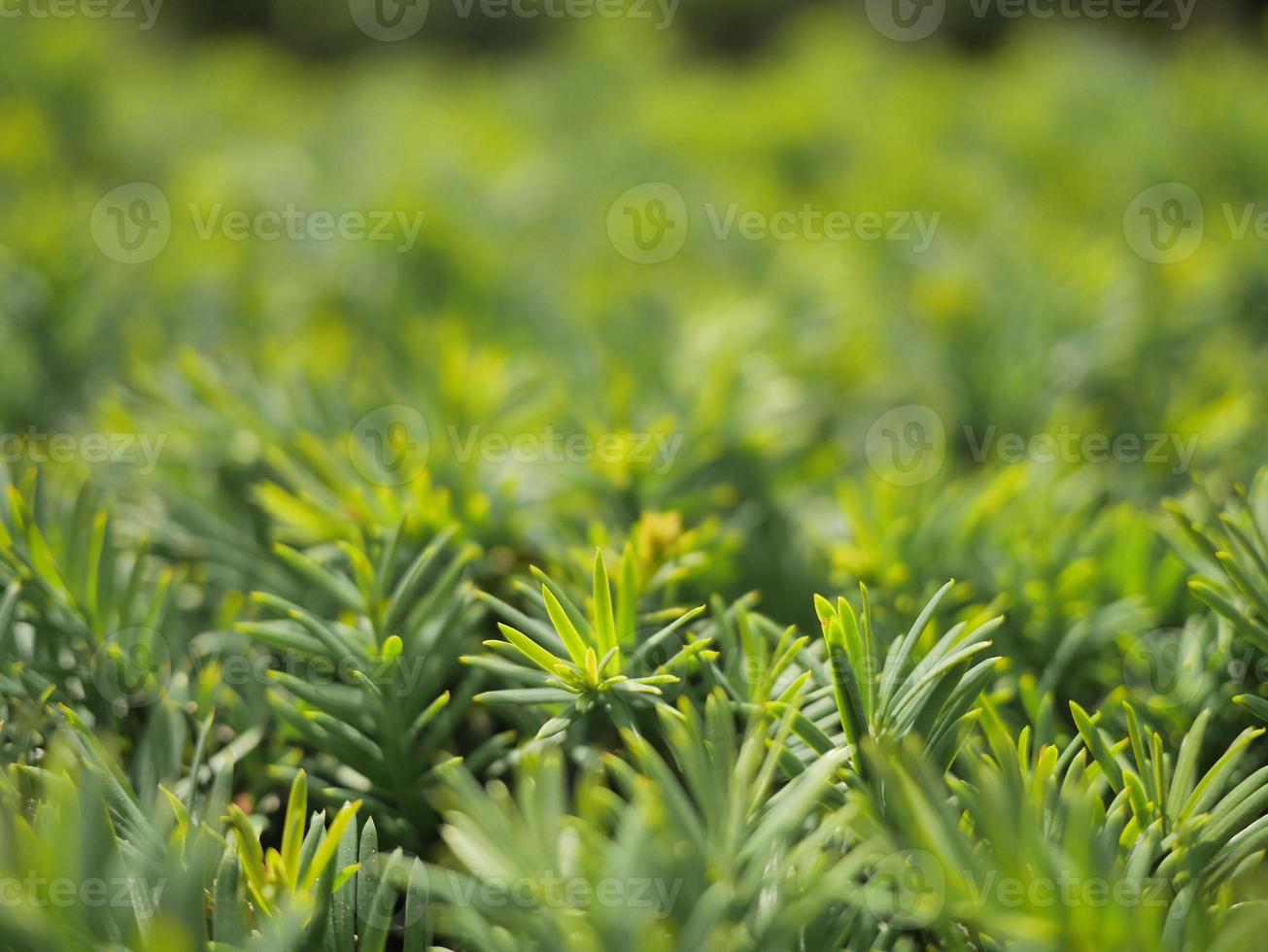 close-up de pequenas plantas verdes ou arbustos foto
