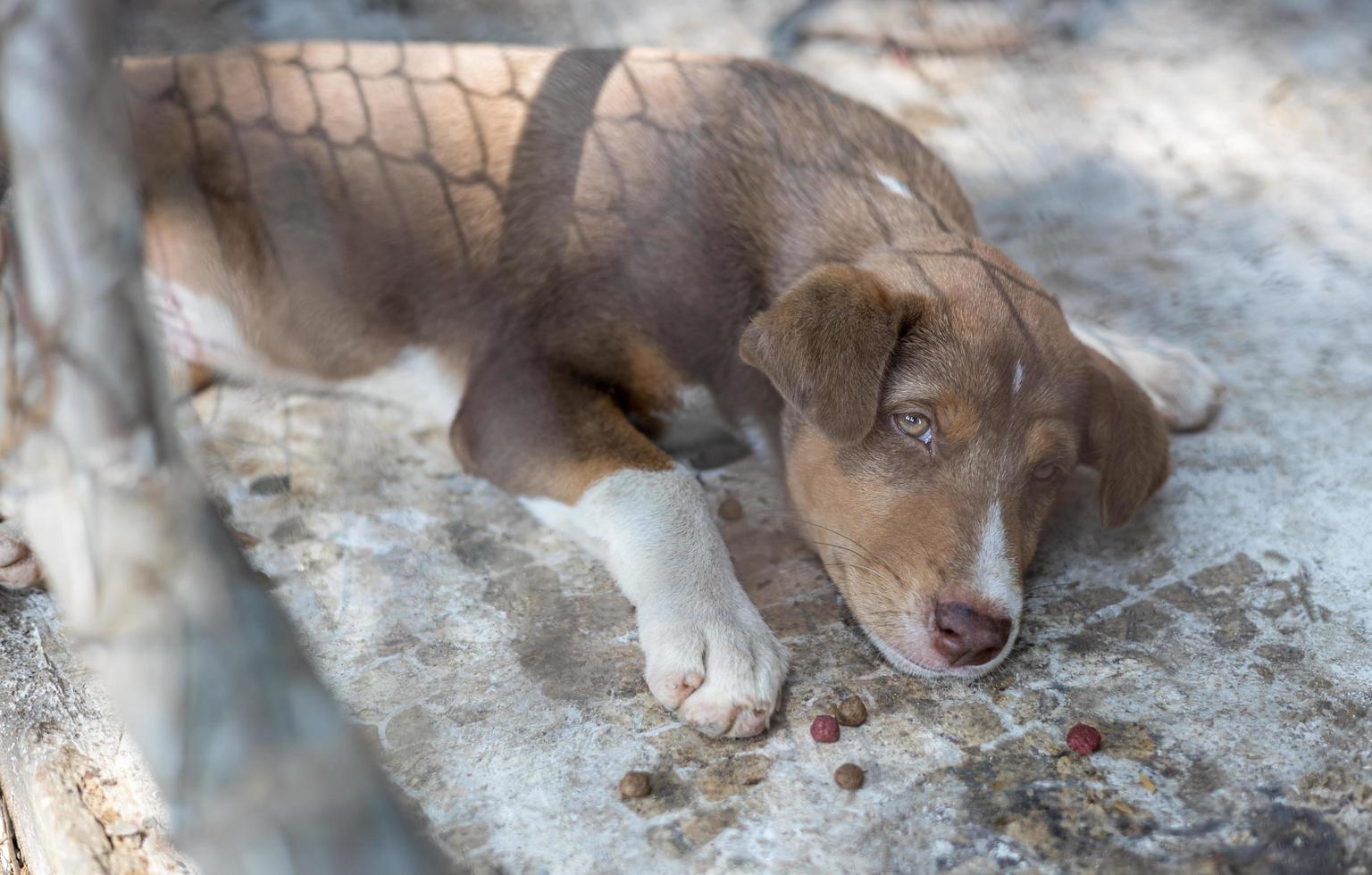 fechar-se Visão do uma Castanho tailandês cachorro em repouso pacificamente em uma sujo concreto chão. foto