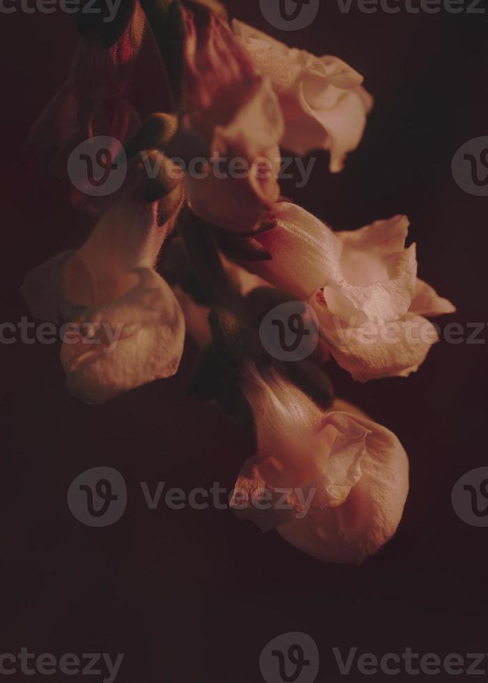 temperamental foto do snapdragon flores