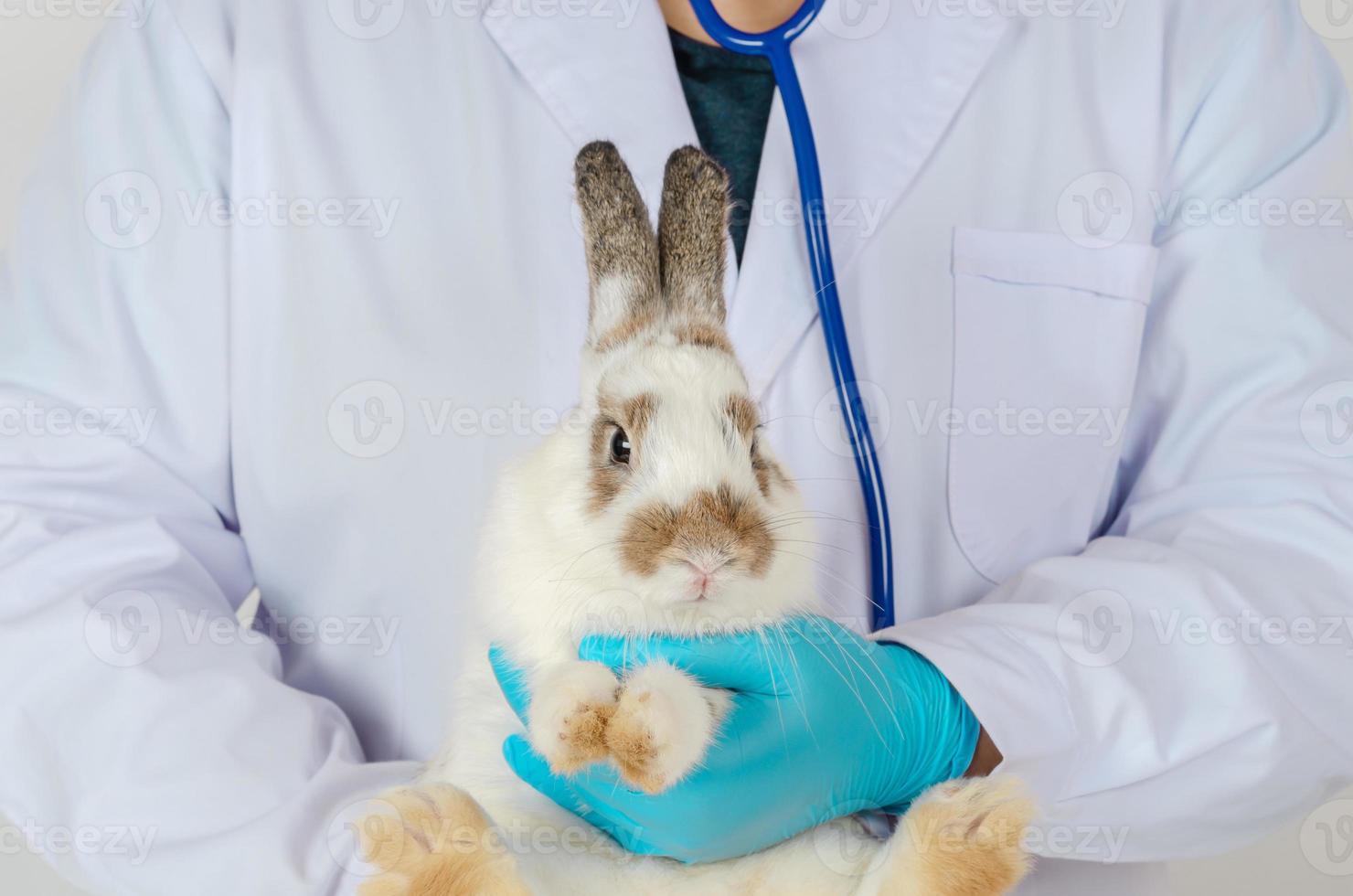 veterinario médico segurando adorável doente Coelho às médico clínica quarto foto