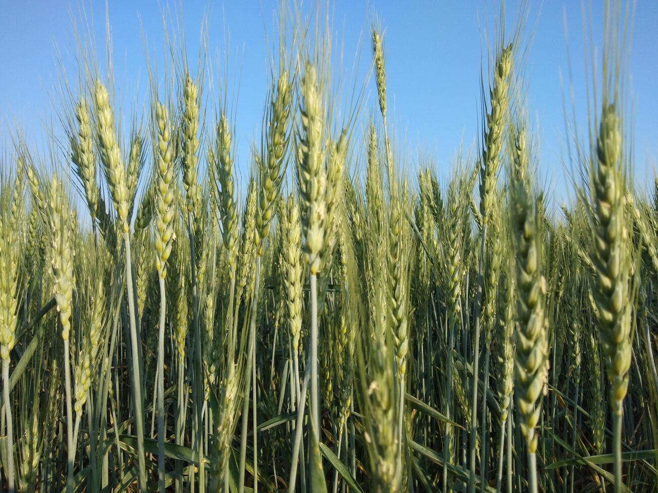 verde trigo campo panorama, trigo campo, cultivo campo foto