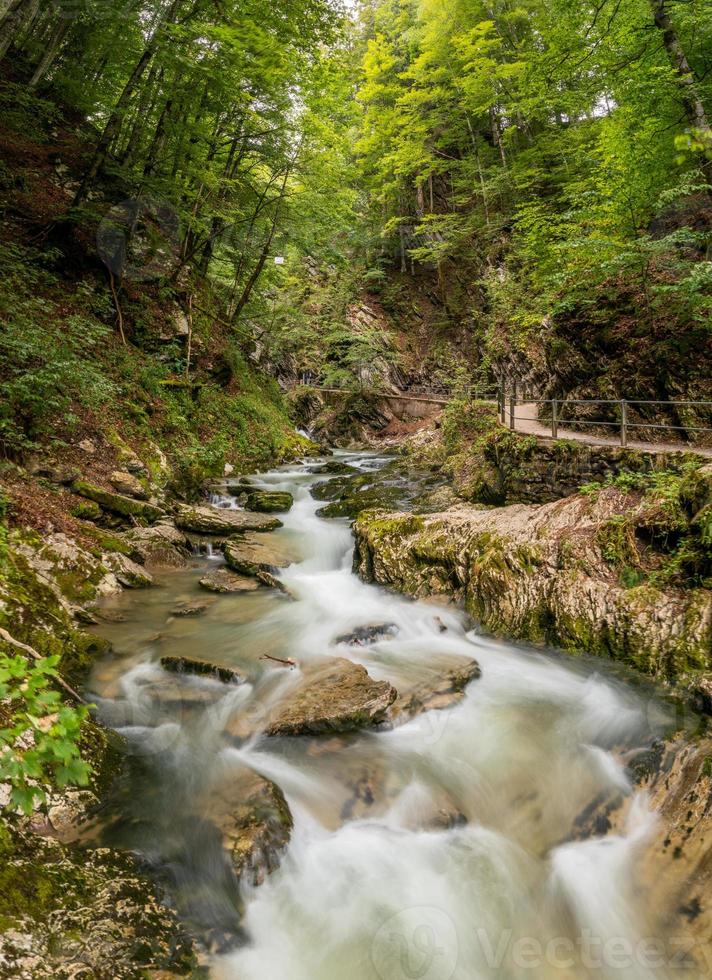 uma corrente cercado de verde árvores e pedras coberto com musgo foto