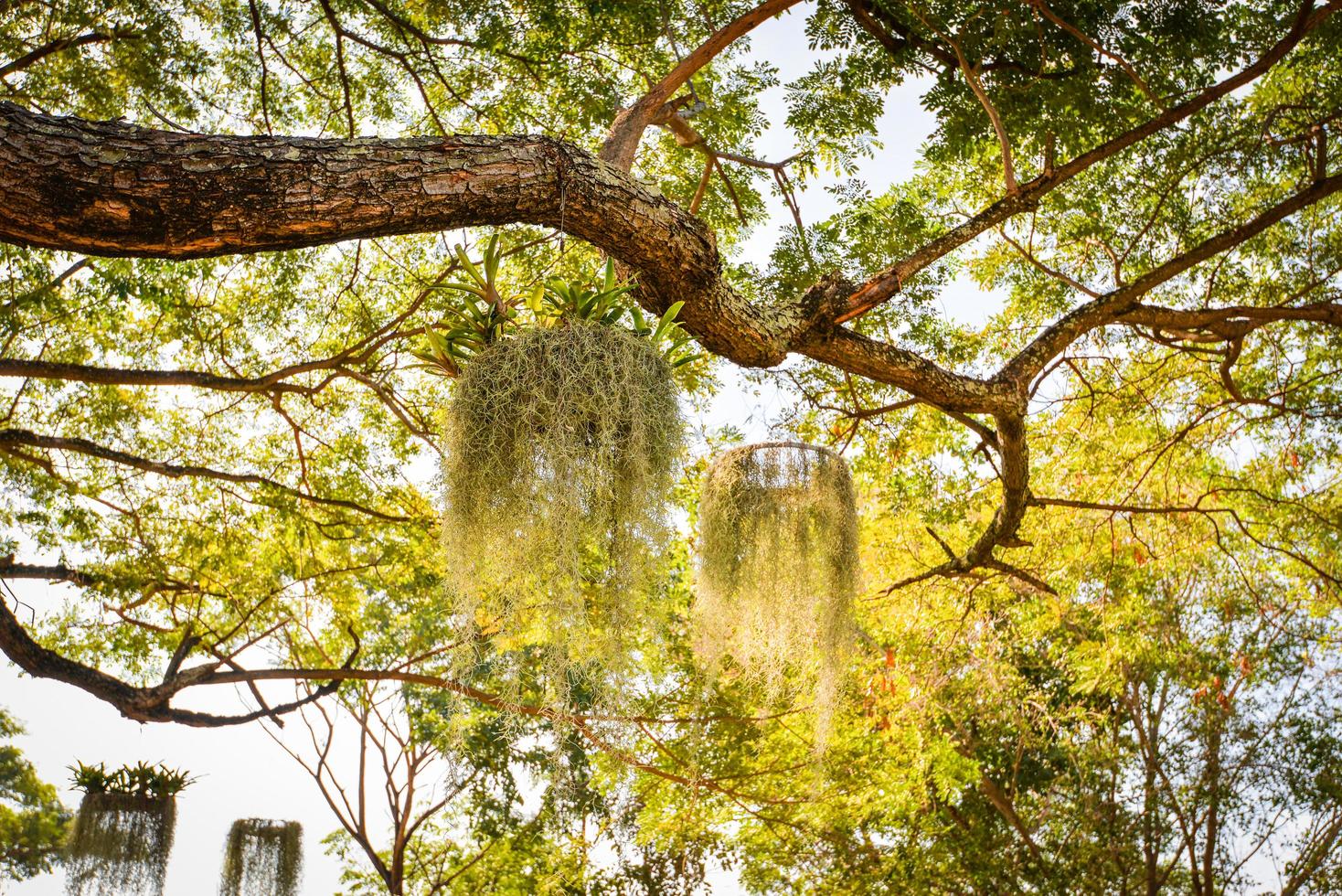 Tillandsia usneoides aguentar em a árvore dentro verde jardim espanhol musgo ou dendropogon usneoides plantar foto