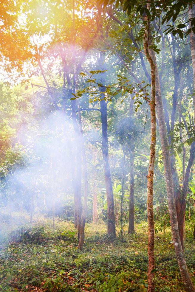 árvore fumaça a partir de fogueira fogo queimando Relva dentro a floresta em a verão foto