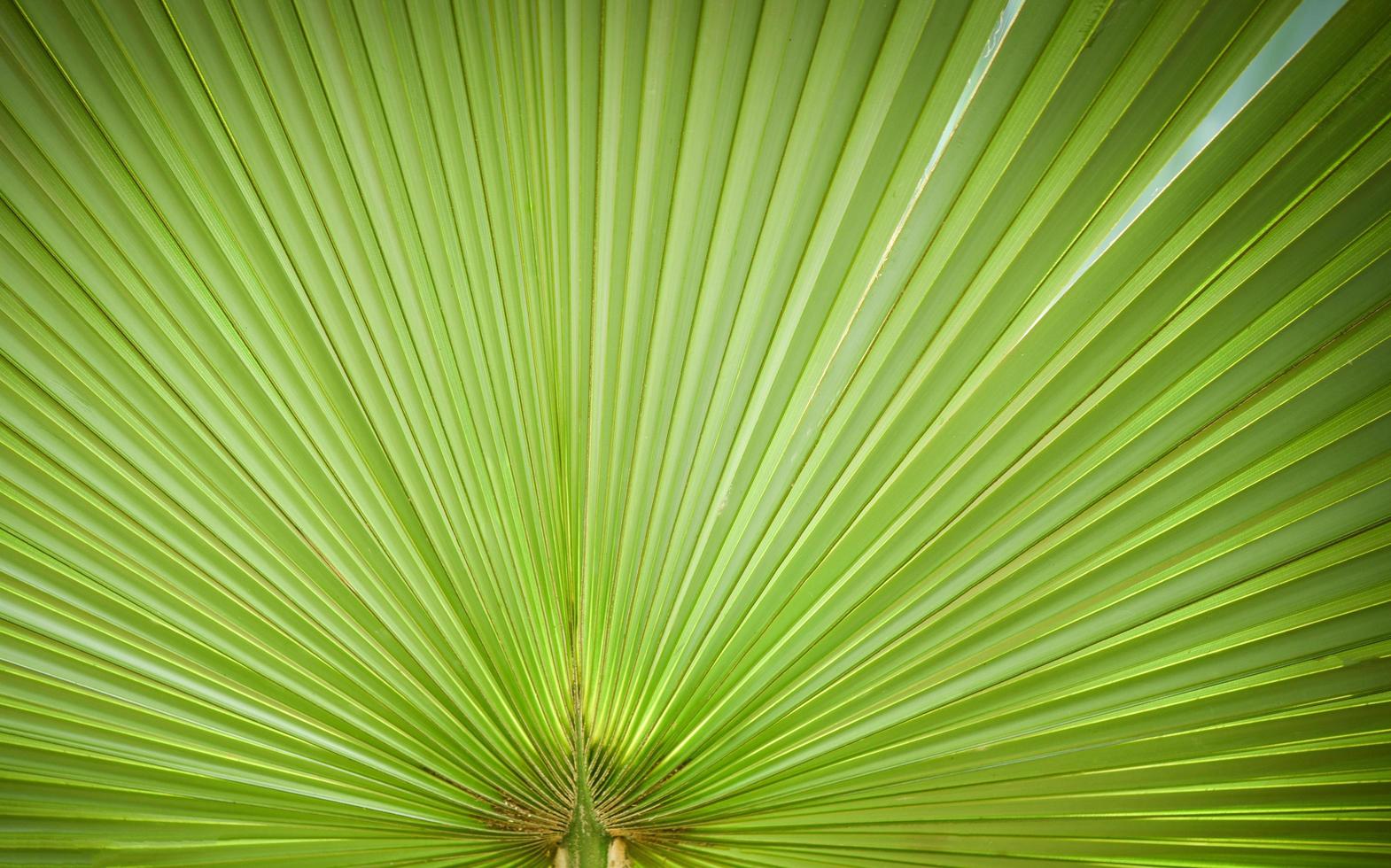 natural verde padrões - grande verde Palma árvore folha textura em natural e luz solar fundo foto