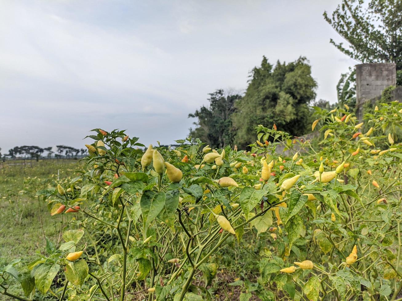 Pimenta árvores Urso fruta dentro a jardim foto