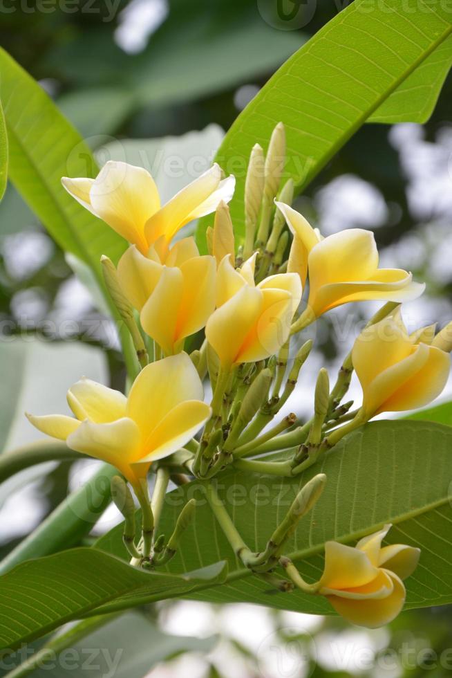 muito lindo flor foto