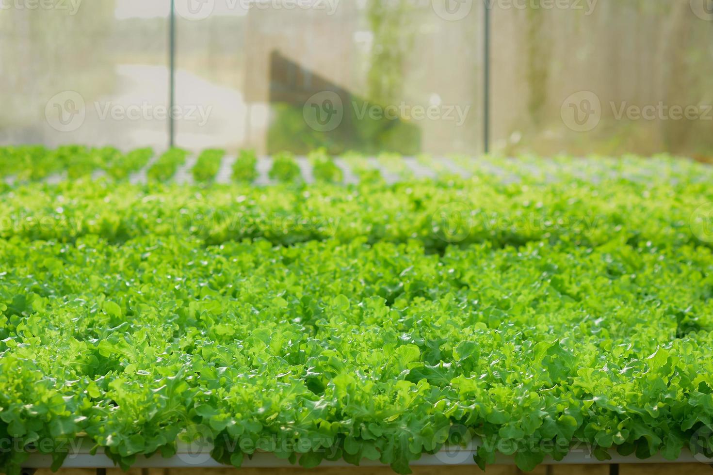 crescendo verde alface ou orgânico salada vegetal com hidropônico sistemas dentro a estufa de controlando água e fertilizante usando uma pequeno tubo sem solo para plantio, digital inteligente Fazenda. foto