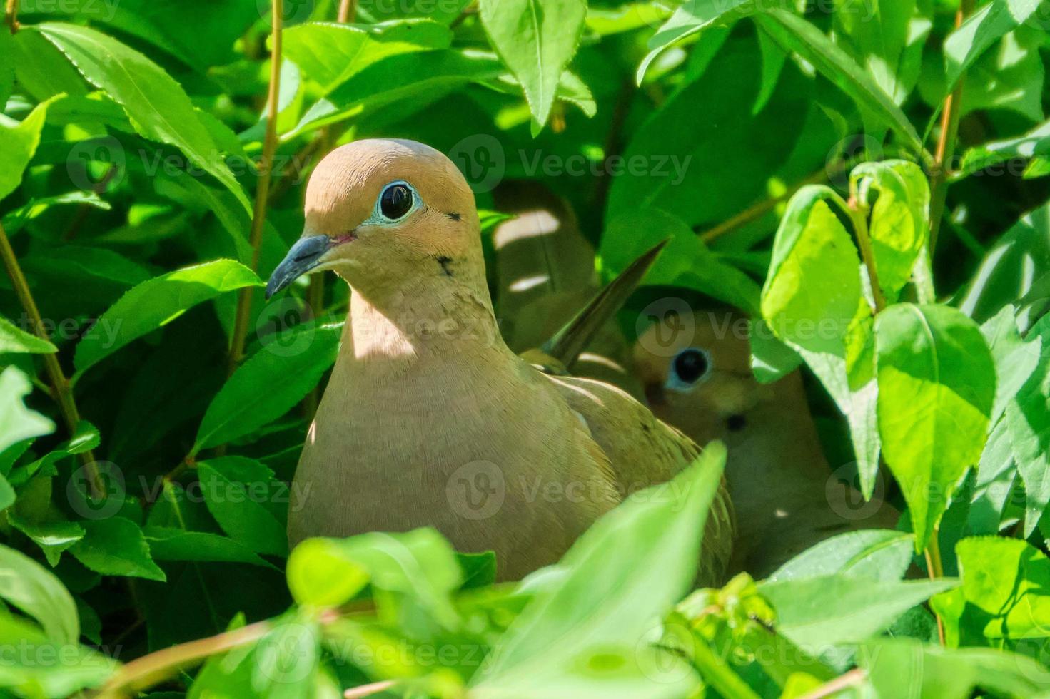 par do luto pombas aninhamento dentro a manhã luz solar foto