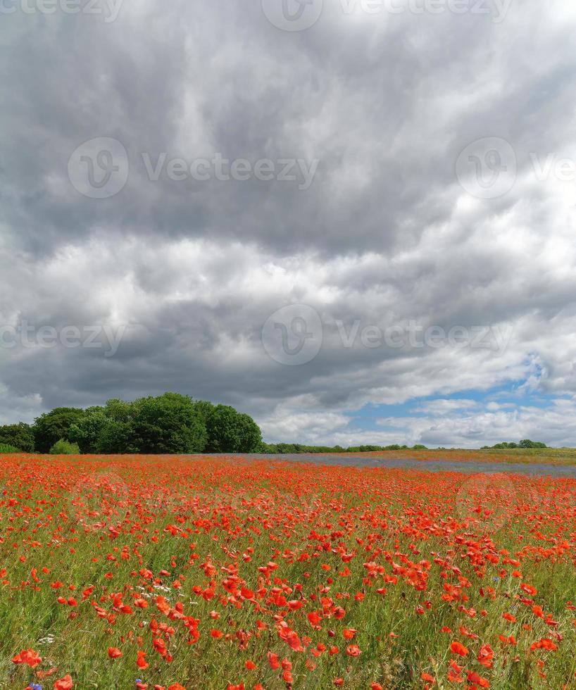 verão em Ruegen, Báltico mar, mecklenburg-vorpommern, alemanha foto