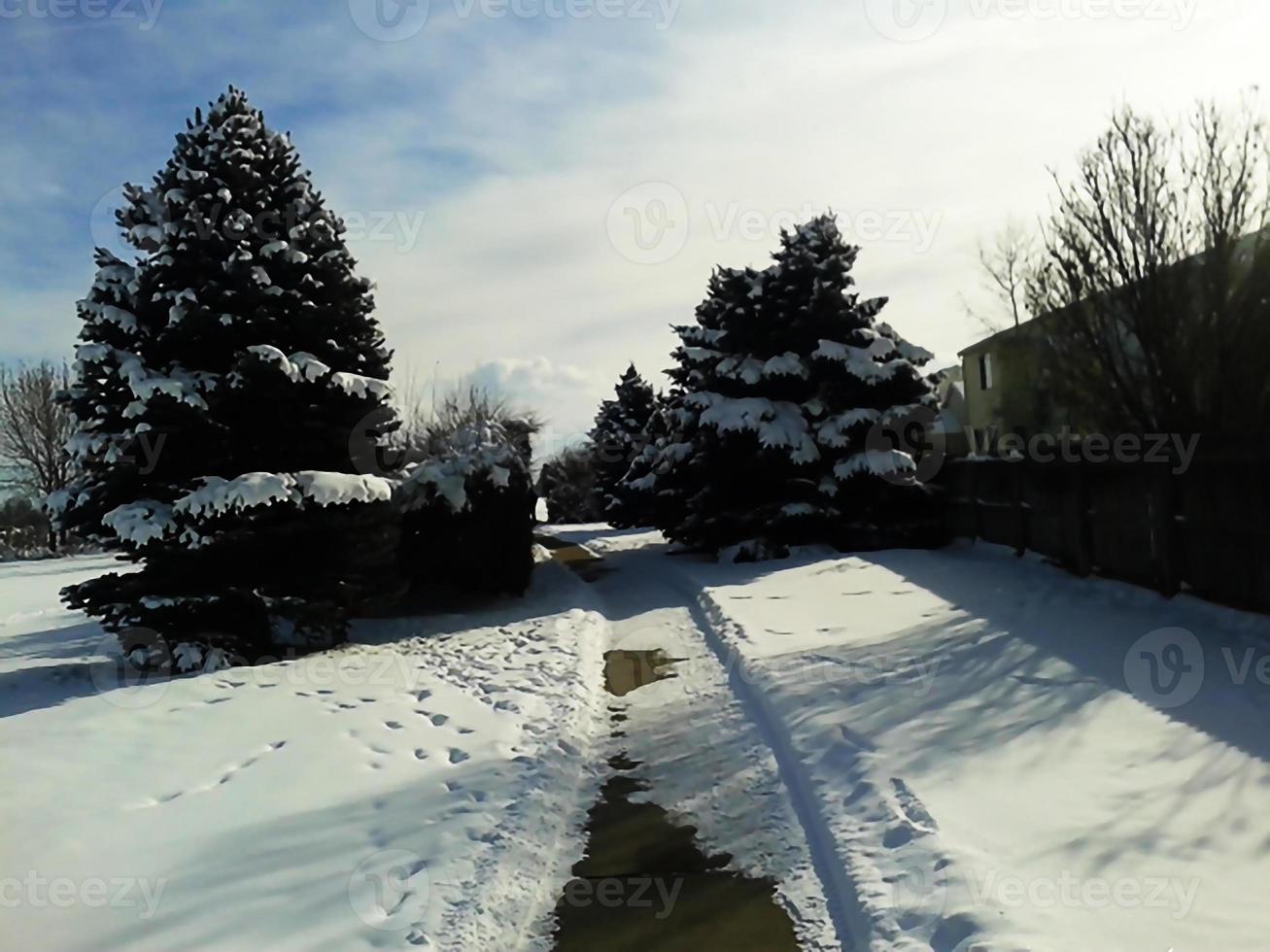 galhos de árvores em um dia de inverno foto