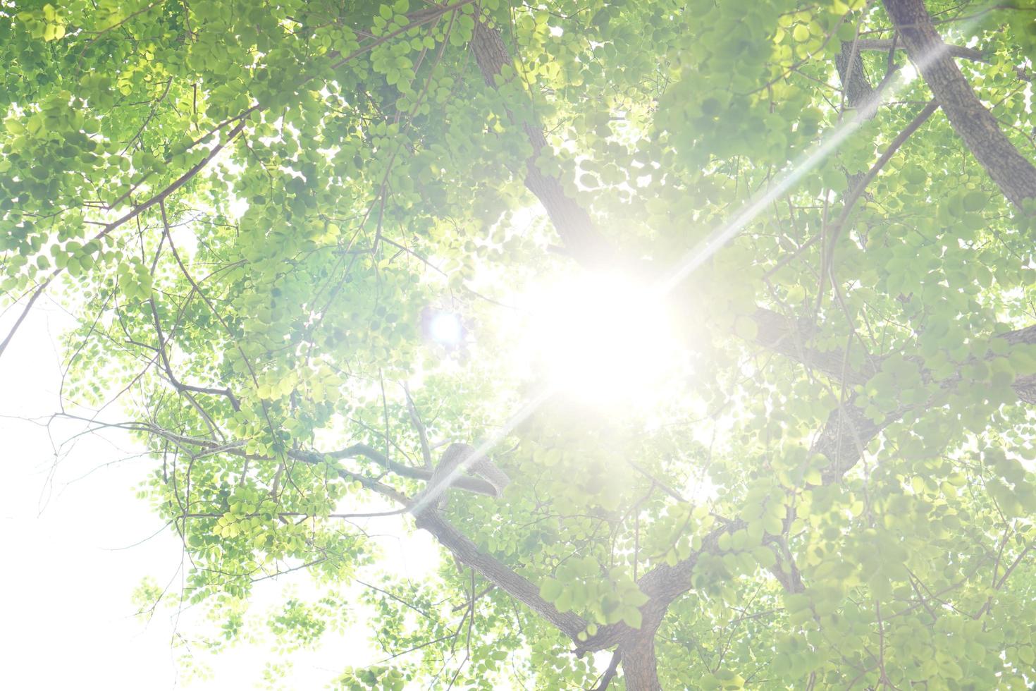 luz solar brilhando através a folhas fundo foto