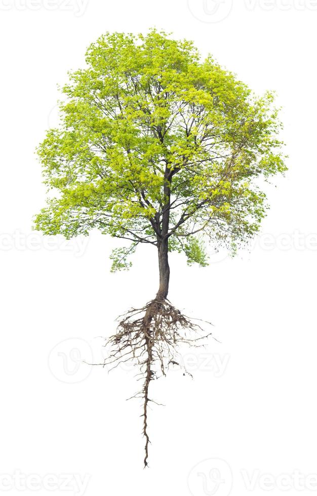 árvore com uma raiz foto
