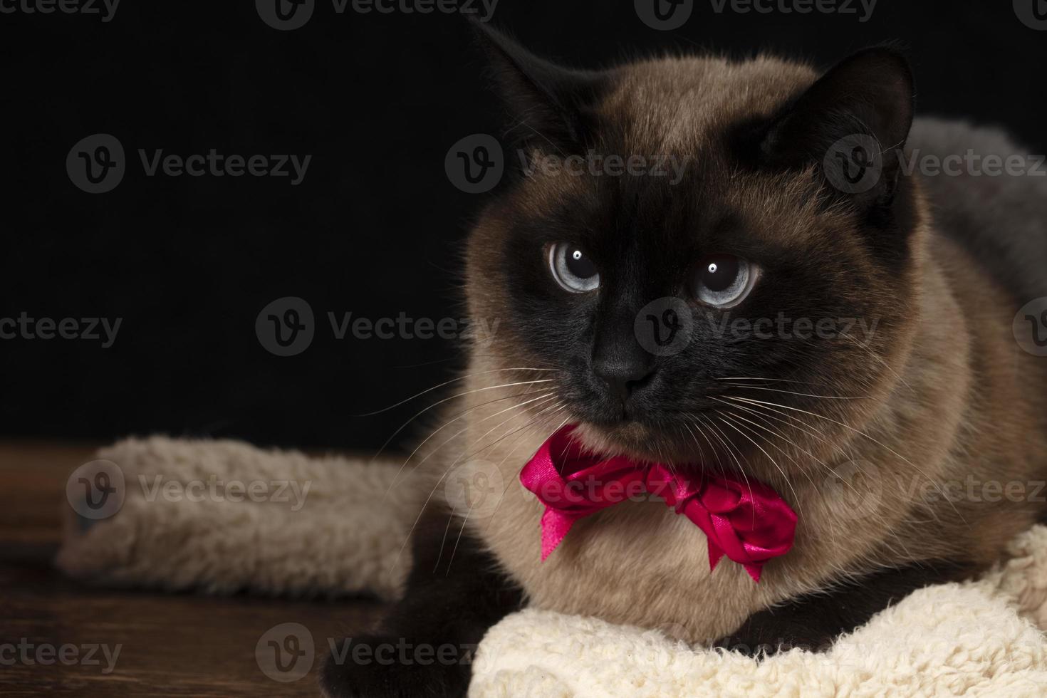 elegante siamês gato com uma glamouroso Rosa arco em uma Preto fundo. foto