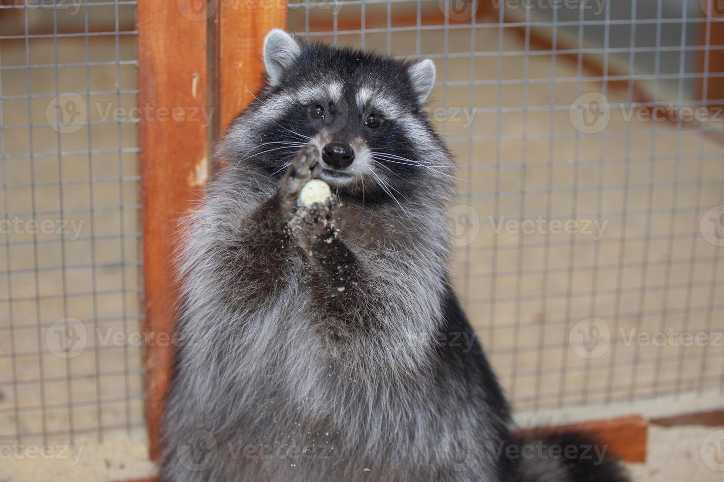 engraçado guaxinim dentro a acariciando jardim zoológico. foto