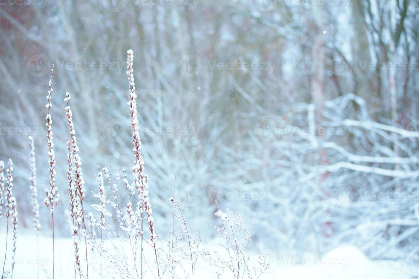 inverno Natal idílico panorama. branco árvores dentro floresta coberto com neve foto