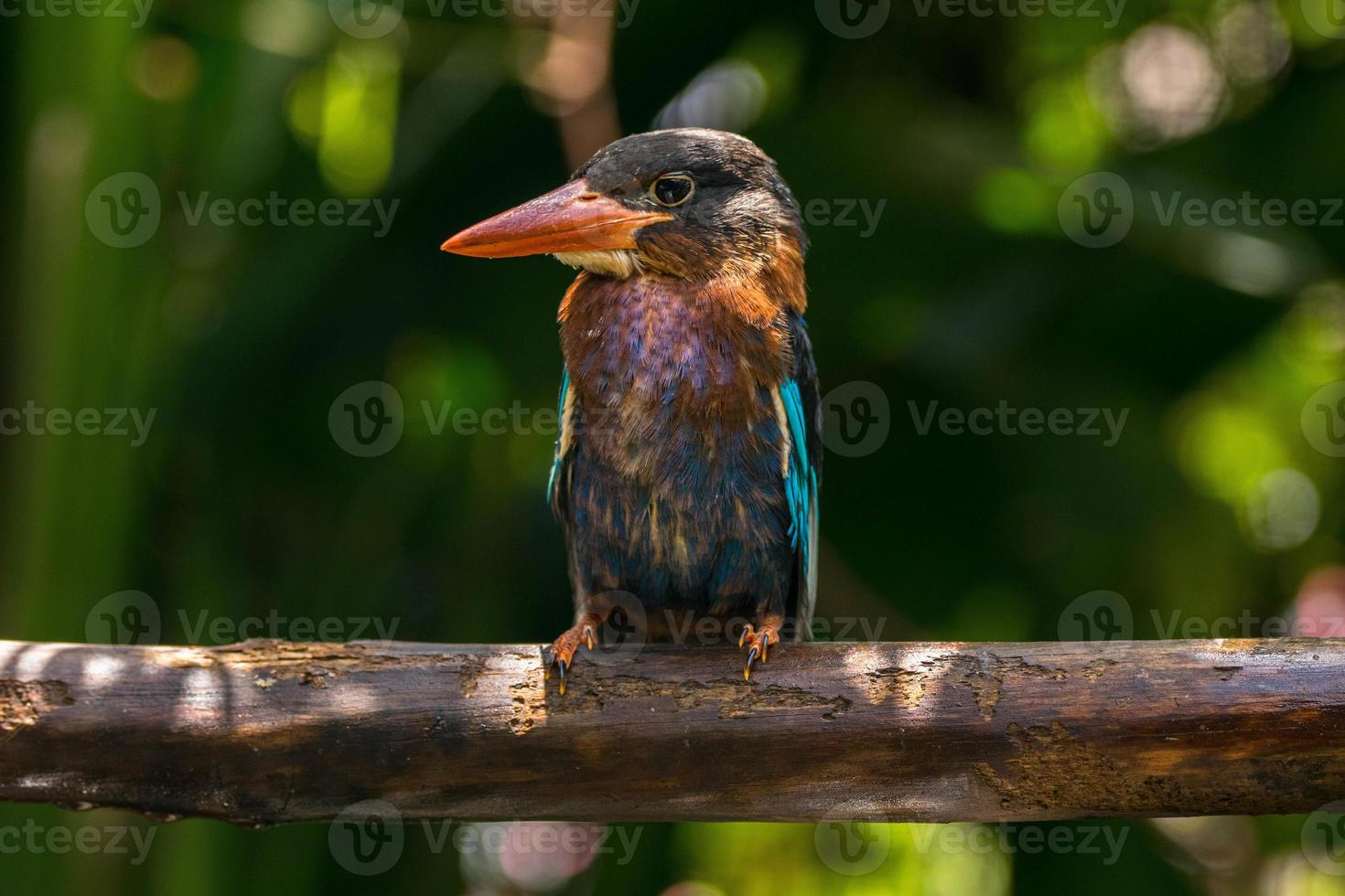 a javan martinho pescatore idílico cianoventris, as vezes chamado a azul barrigudo martinho pescatore ou Java martinho pescatore foto