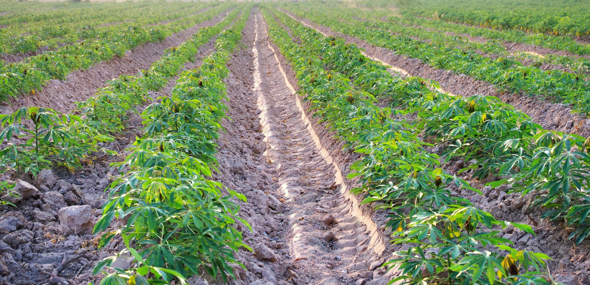 campos de mandioca no início da estação de crescimento de mudas pequenas foto