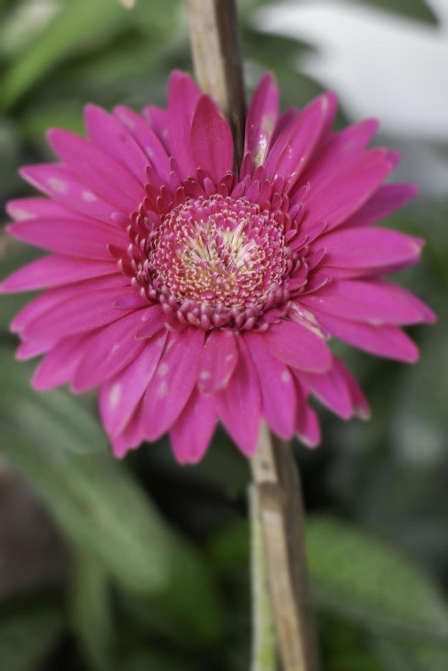 flor rosa no jardim foto