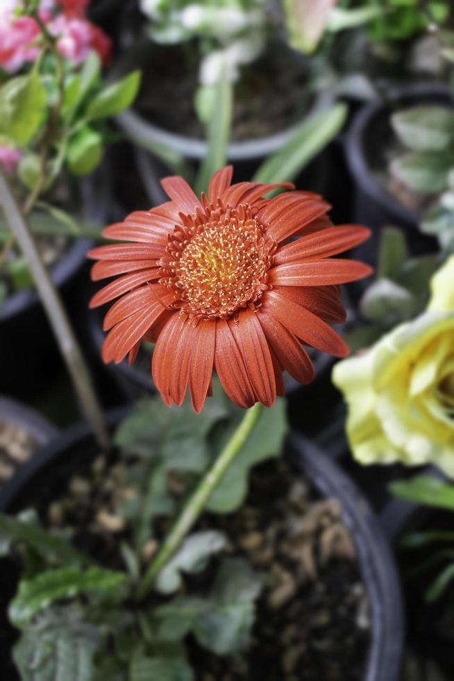 flor vermelha no jardim foto