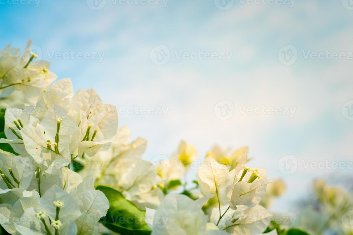 lindo buganvília, branco buganvílias flores, branco flores Veja gostar papel, seletivo apontar, usar papel de parede, foto