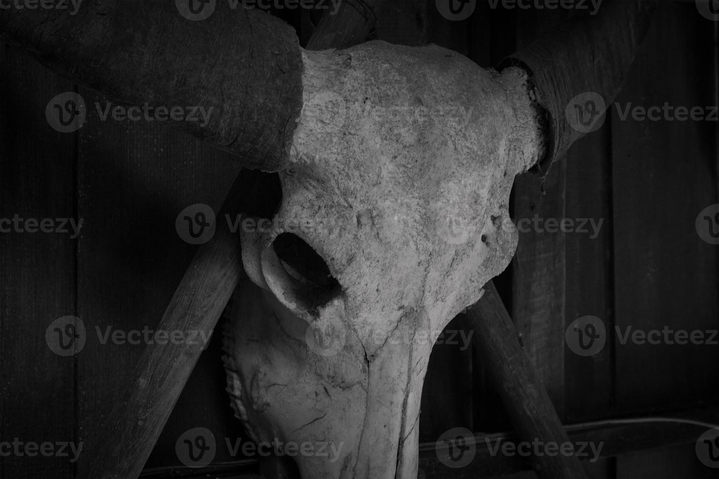 búfalo crânio com chifres animal Preto e branco dentro a estilo do Horror foto