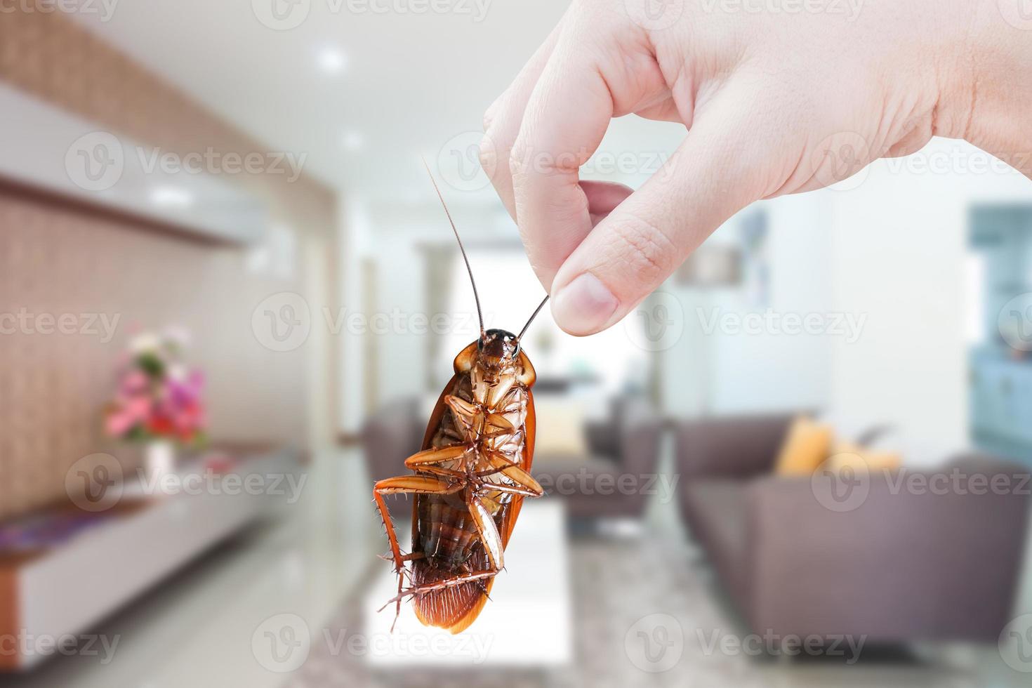 mão segurando barata em quarto dentro casa fundo, eliminar barata dentro quarto casa, baratas Como transportadoras do doença foto