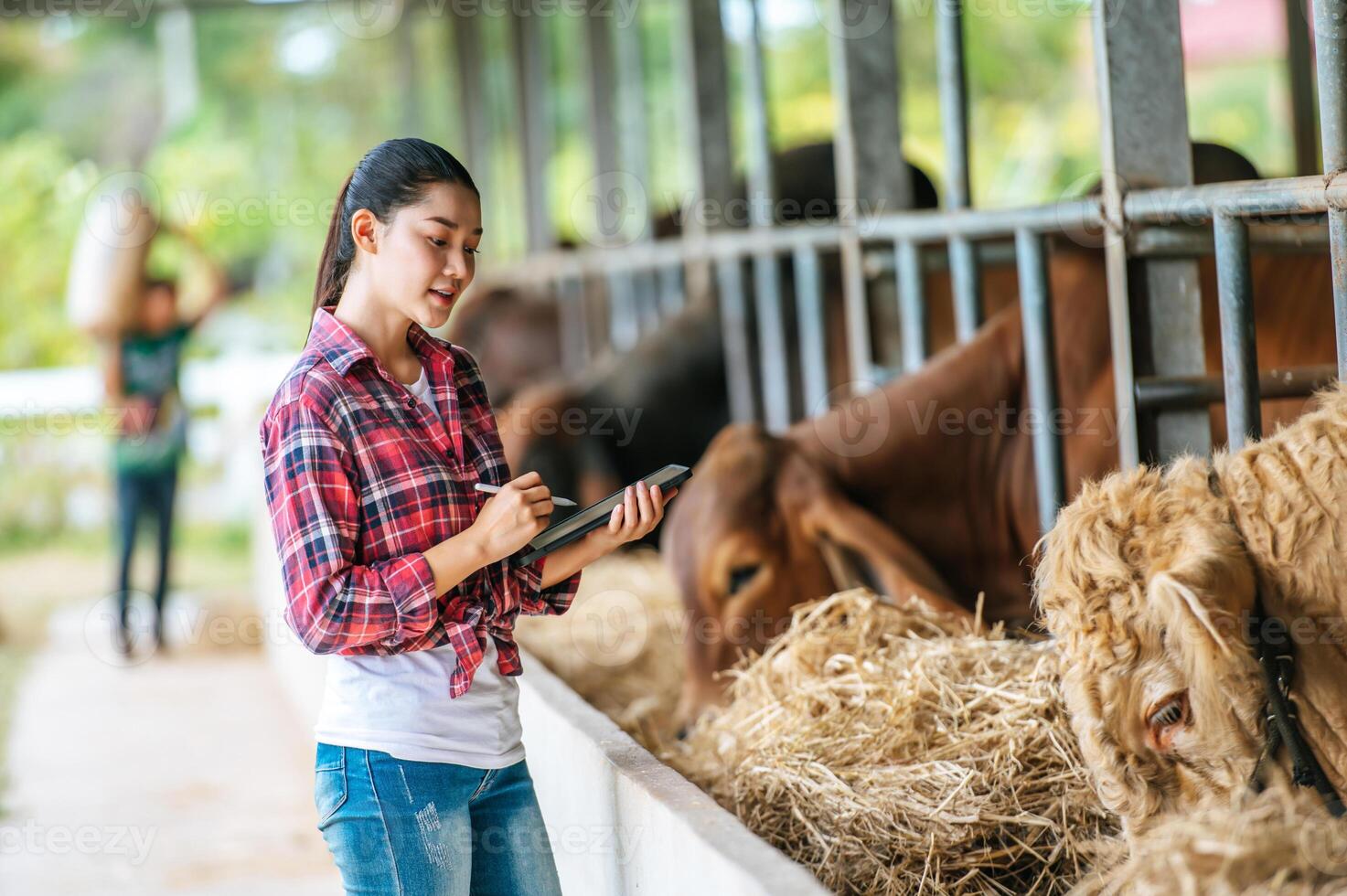 mulher asiática jovem agricultor com computador tablet pc e vacas no estábulo na fazenda de gado leiteiro. indústria agrícola, agricultura, pessoas, tecnologia e conceito de criação de animais. foto