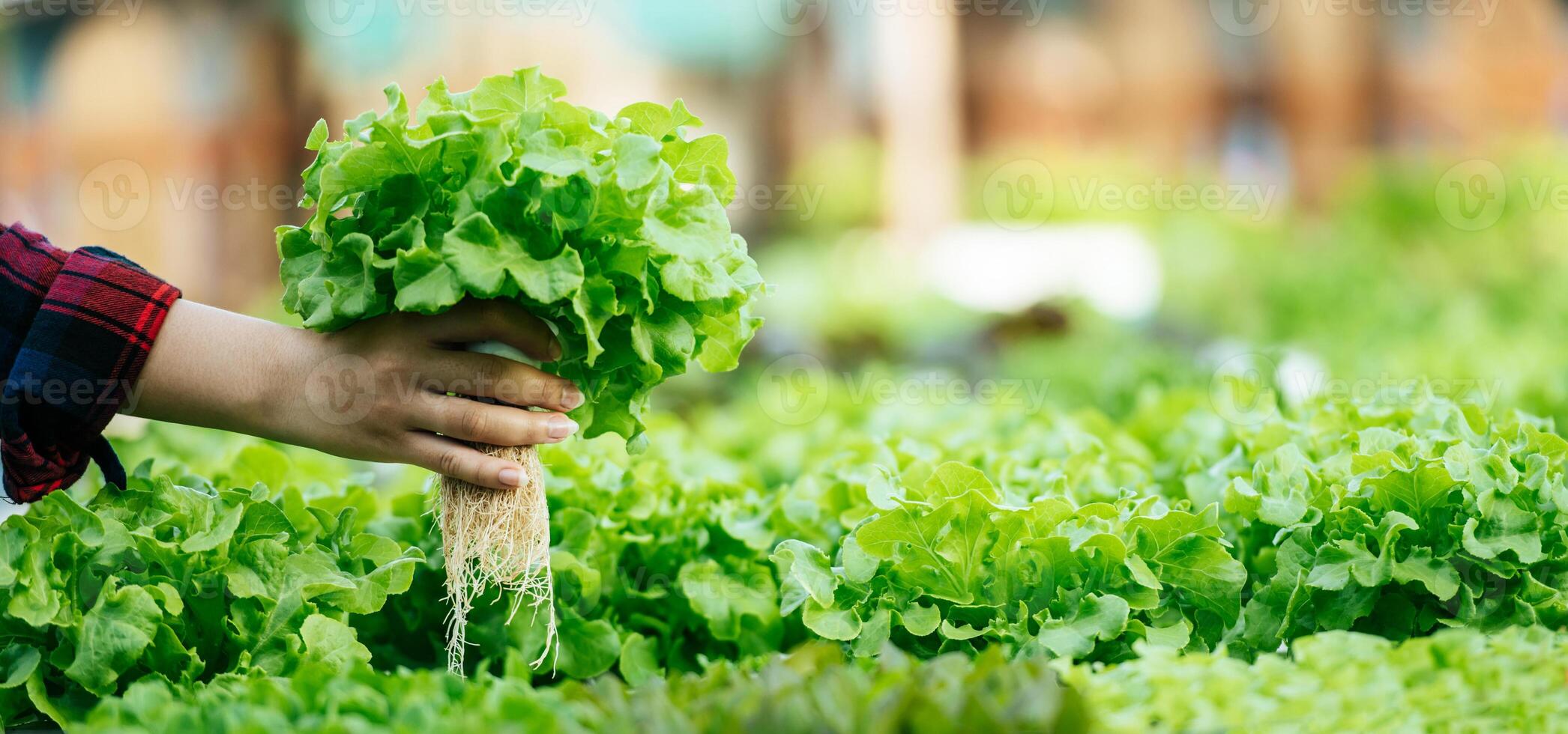 fechar acima mão do jovem ásia menina agricultor segurando mãos para verificação fresco verde carvalho alface salada, orgânico hidropônico vegetal dentro berçário Fazenda. o negócio e orgânico hidropônico vegetal conceito. foto