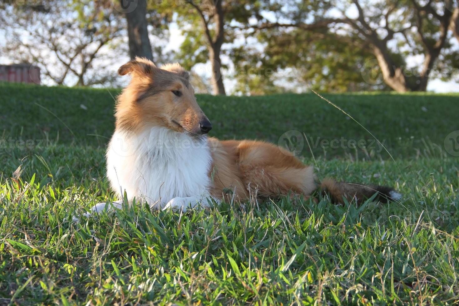 cachorro collie em a de praia animal amigáveis foto