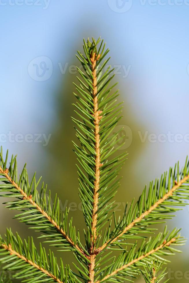 natural sempre-verde ramo com agulhas do Natal árvore dentro pinho floresta. fechar-se Visão do abeto galhos pronto para festivo decoração para feliz Novo ano foto