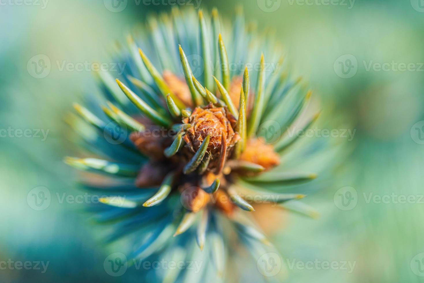 natural ramo Natal azul abeto árvore com agulhas crescendo dentro natal floresta. macro fotografia, extremo fechar-se Visão do Colorado abeto foto