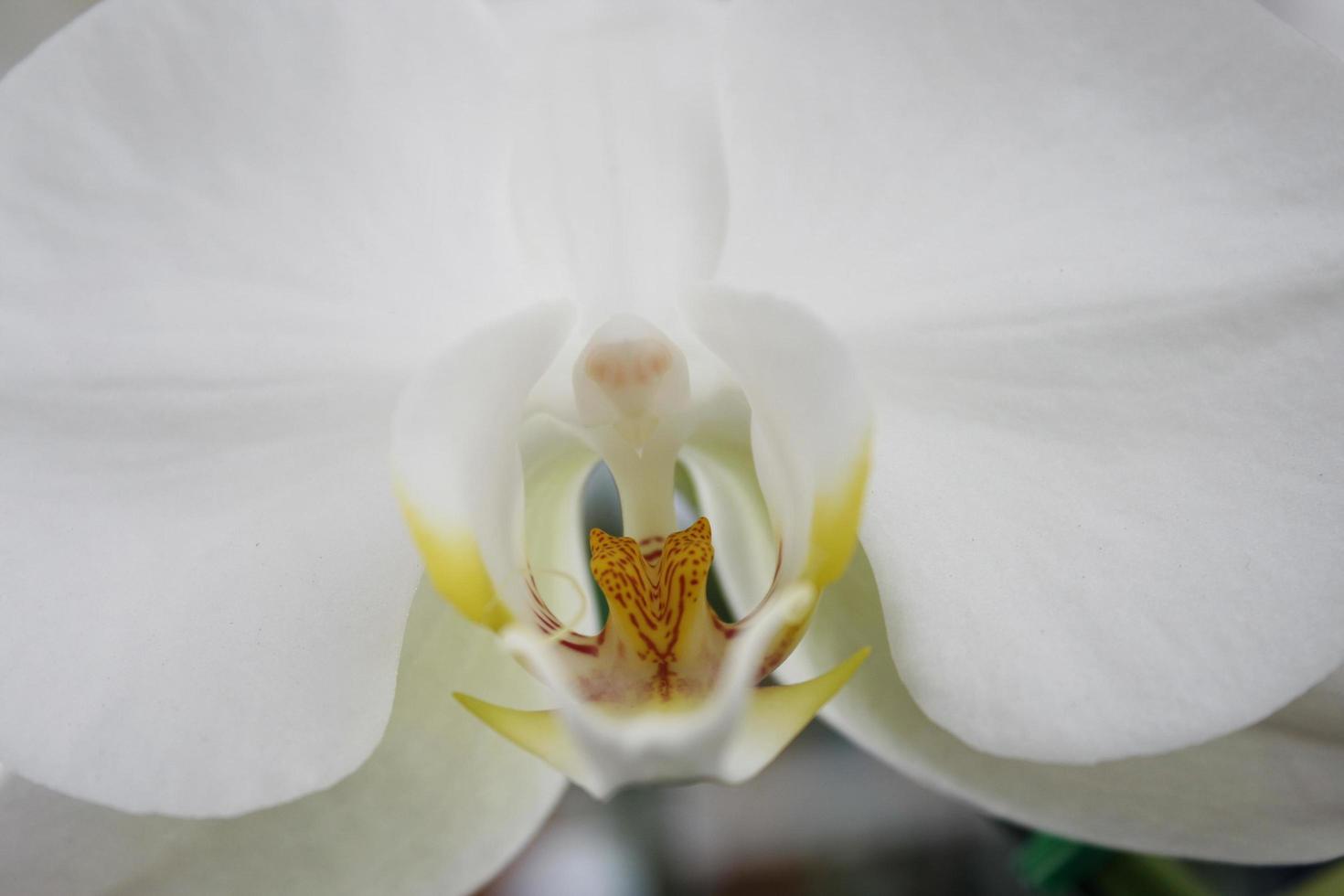 close up de flores de orquídea foto