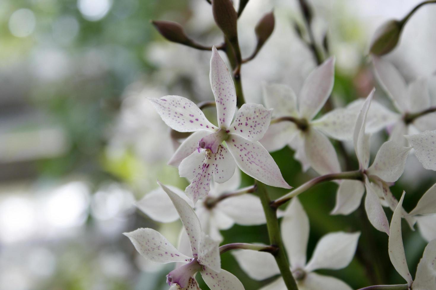 close up de flores de orquídea foto