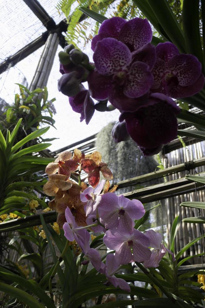 orquídeas coloridas em uma estufa foto