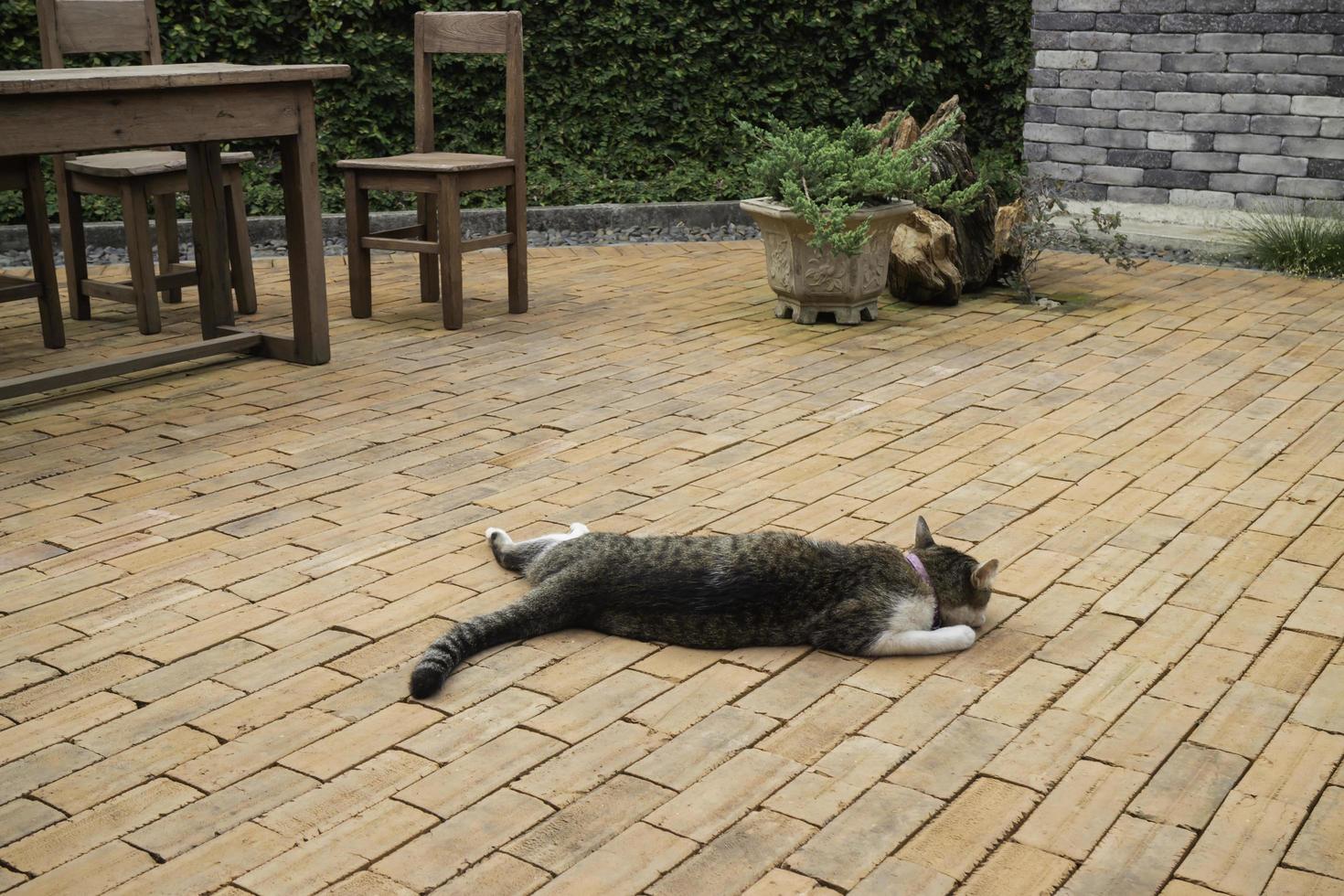 gato doméstico deitado do lado de fora foto