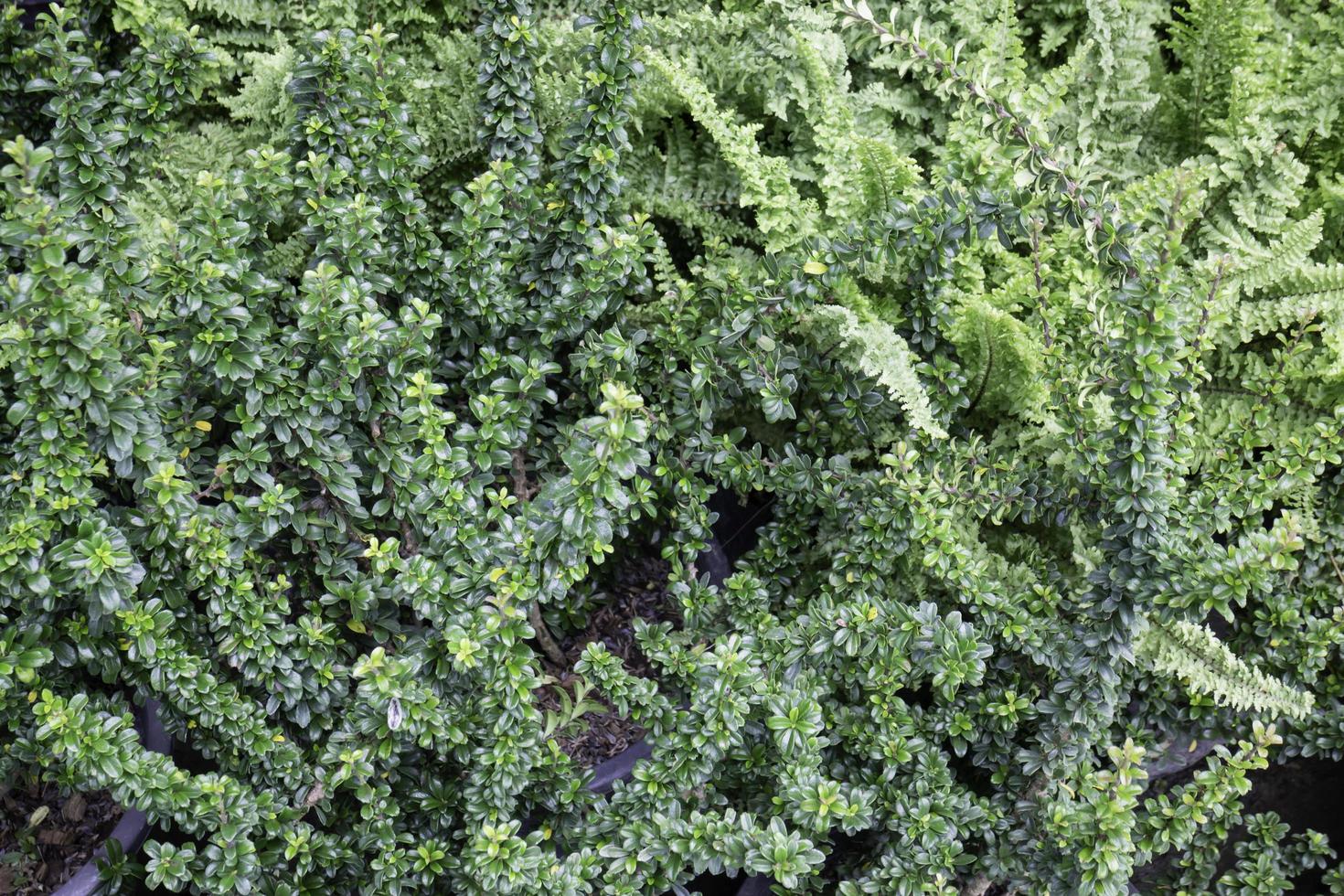 lindas plantas verdes de cobertura do solo foto