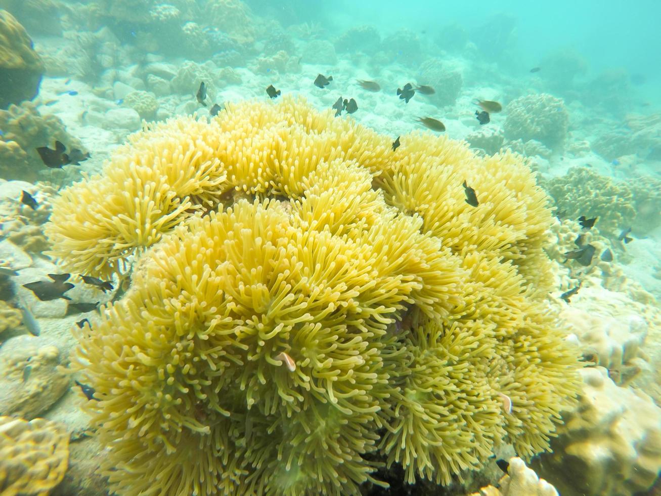 peixe perto de corais foto