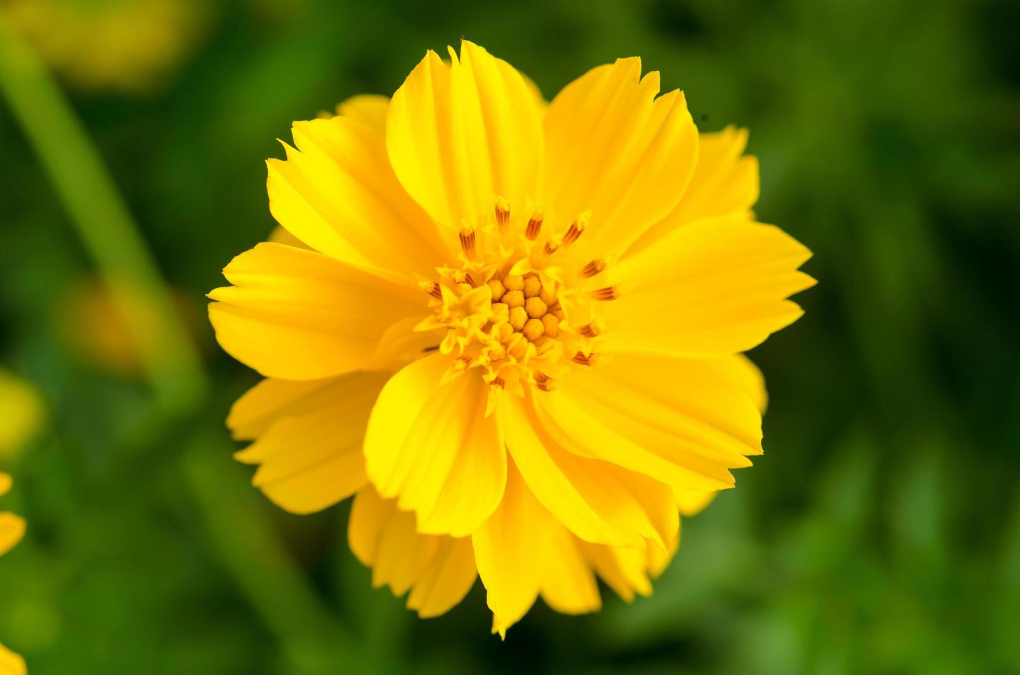 close-up de uma flor amarela foto