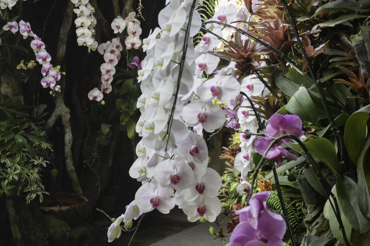 orquídeas nos jardins foto