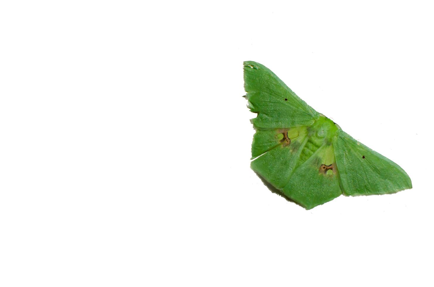 borboleta verde isolada no branco foto