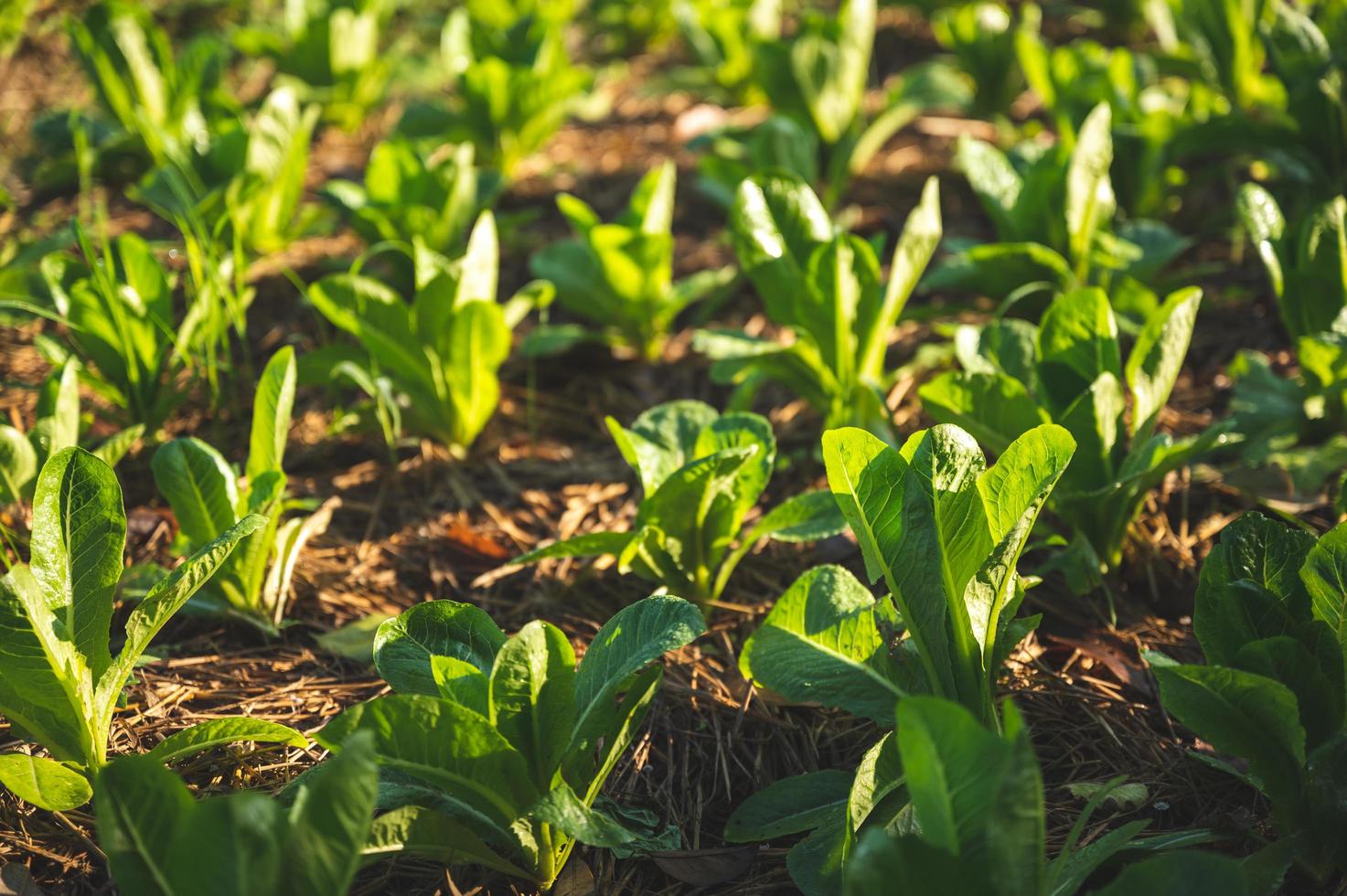 vista de um campo de cultivo foto