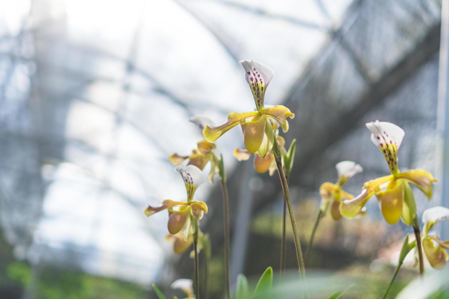 flores de orquídea paphiopedilum foto