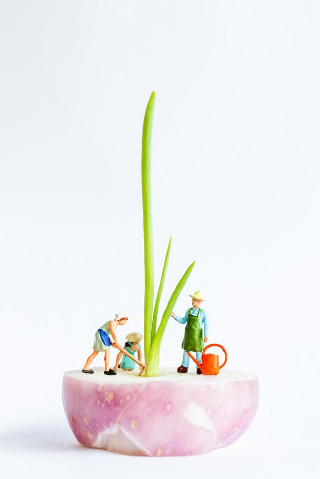 jardineiros em miniatura colhendo cebolinha verde em um fundo branco, conceito de agricultura foto