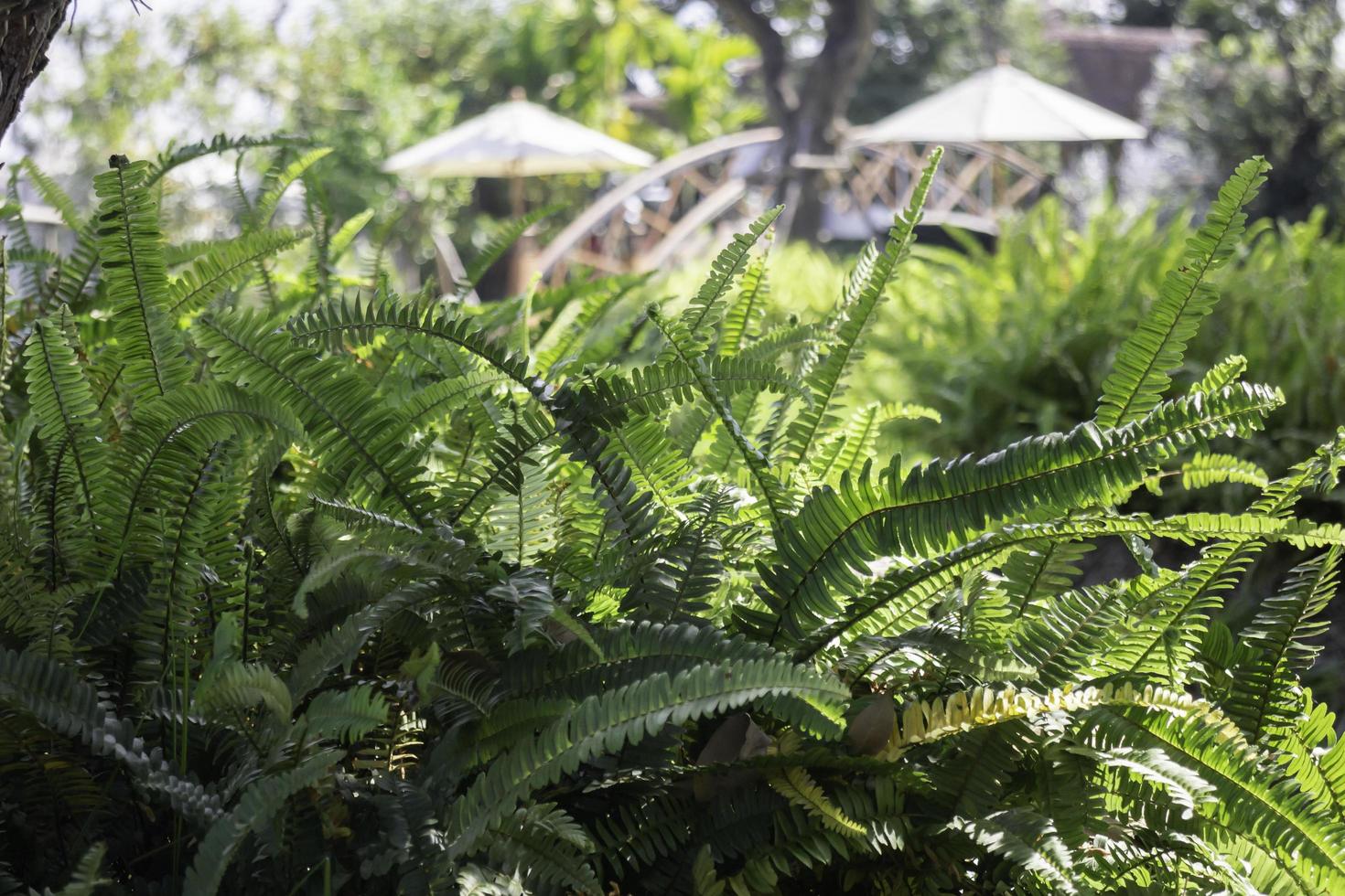 samambaias verdes em um jardim no verão foto