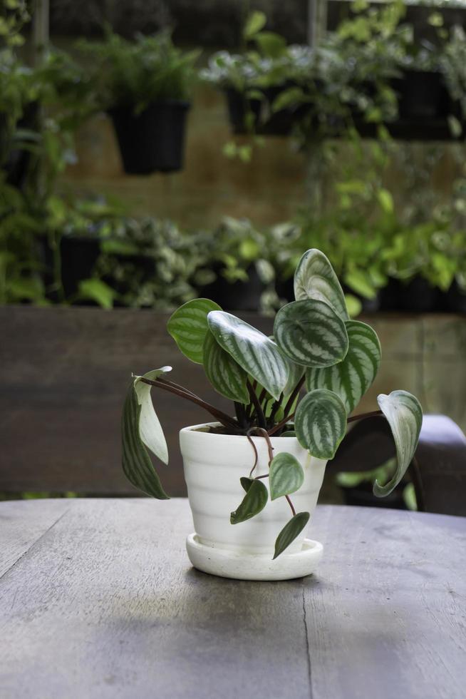 planta com folhas no vaso do lado de fora foto