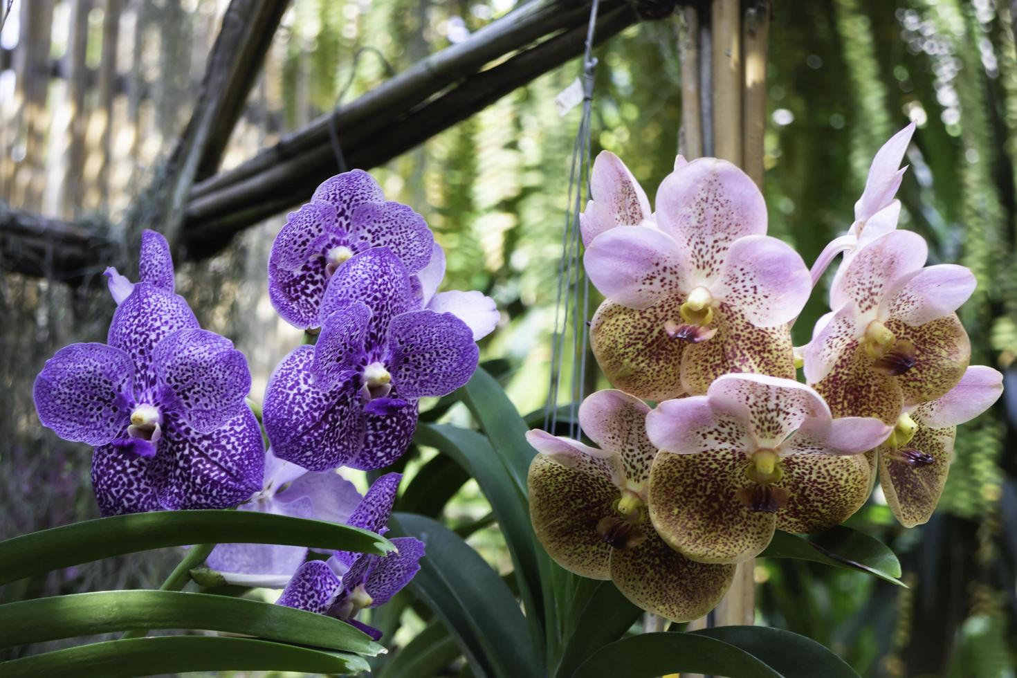 orquídeas em cestos suspensos foto